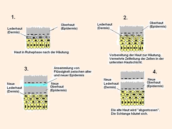 Die Entstehung einer neuen Schlangenhaut