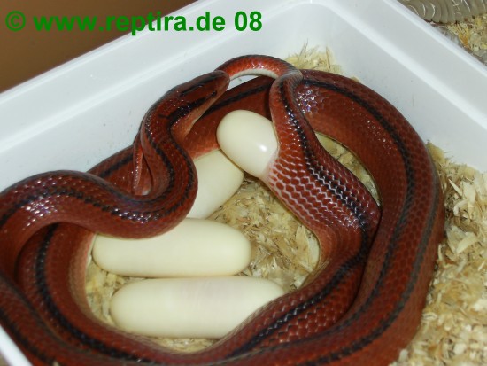 0,1 Oreocryptophis porphyraceus coxi (Thail. Bambusnatter) ZP1 Eiablage